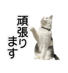 しま男敬語スタンプ（個別スタンプ：19）