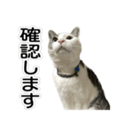 しま男敬語スタンプ（個別スタンプ：21）