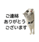 しま男敬語スタンプ（個別スタンプ：26）