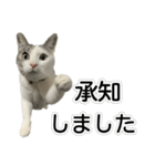 しま男敬語スタンプ（個別スタンプ：29）