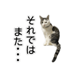 しま男敬語スタンプ（個別スタンプ：30）
