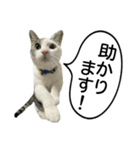 しま男敬語スタンプ（個別スタンプ：31）
