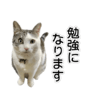 しま男敬語スタンプ（個別スタンプ：35）