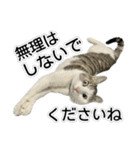 しま男敬語スタンプ（個別スタンプ：37）