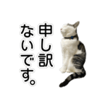 しま男敬語スタンプ（個別スタンプ：38）