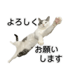 しま男敬語スタンプ（個別スタンプ：39）