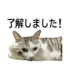 しま男敬語スタンプ（個別スタンプ：40）
