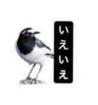 みんなの鳥フォトLINEスタンプ1（個別スタンプ：3）