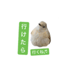 みんなの鳥フォトLINEスタンプ1（個別スタンプ：4）