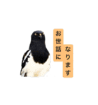 みんなの鳥フォトLINEスタンプ1（個別スタンプ：8）