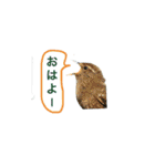 みんなの鳥フォトLINEスタンプ1（個別スタンプ：9）