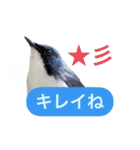 みんなの鳥フォトLINEスタンプ1（個別スタンプ：13）