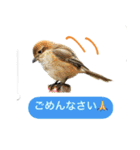 みんなの鳥フォトLINEスタンプ1（個別スタンプ：15）