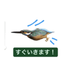 みんなの鳥フォトLINEスタンプ1（個別スタンプ：17）