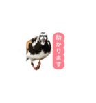 みんなの鳥フォトLINEスタンプ1（個別スタンプ：22）