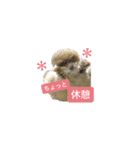 みんなの鳥フォトLINEスタンプ1（個別スタンプ：24）