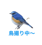 みんなの鳥フォトLINEスタンプ1（個別スタンプ：29）