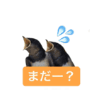 みんなの鳥フォトLINEスタンプ1（個別スタンプ：33）