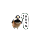 みんなの鳥フォトLINEスタンプ1（個別スタンプ：34）