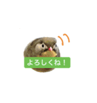 みんなの鳥フォトLINEスタンプ1（個別スタンプ：38）