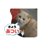のりお＆あさりV2（個別スタンプ：37）