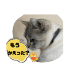 のりお＆あさりV2（個別スタンプ：40）