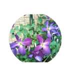 花花花ハナハナ（個別スタンプ：1）