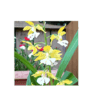 花花花ハナハナ（個別スタンプ：3）
