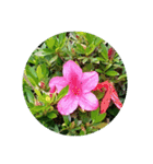 花花花ハナハナ（個別スタンプ：4）