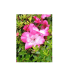 花花花ハナハナ（個別スタンプ：5）