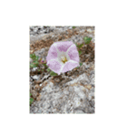 花花花ハナハナ（個別スタンプ：6）