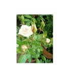 花花花ハナハナ（個別スタンプ：8）