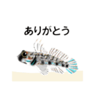 fish in the sea 6（個別スタンプ：9）