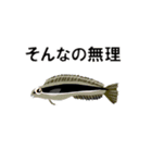 fish in the sea 6（個別スタンプ：13）