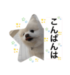 もこもこまろスタンプ（個別スタンプ：4）