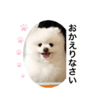もこもこまろスタンプ（個別スタンプ：6）