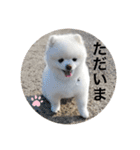 もこもこまろスタンプ（個別スタンプ：9）