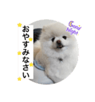 もこもこまろスタンプ（個別スタンプ：10）