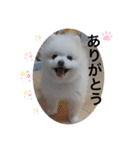 もこもこまろスタンプ（個別スタンプ：13）
