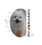 もこもこまろスタンプ（個別スタンプ：15）