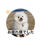 もこもこまろスタンプ（個別スタンプ：16）
