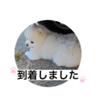 もこもこまろスタンプ（個別スタンプ：17）