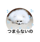 もこもこまろスタンプ（個別スタンプ：19）