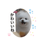 もこもこまろスタンプ（個別スタンプ：22）