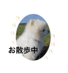 もこもこまろスタンプ（個別スタンプ：24）
