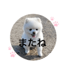 もこもこまろスタンプ（個別スタンプ：25）