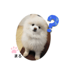もこもこまろスタンプ（個別スタンプ：31）