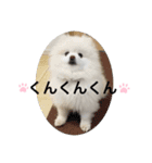 もこもこまろスタンプ（個別スタンプ：34）