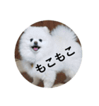 もこもこまろスタンプ（個別スタンプ：39）