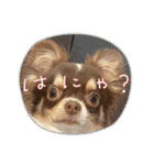 犬（チワワ）スタンプ（個別スタンプ：1）